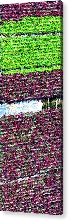 Monrovia Acrylic Print featuring the photograph Monrovia Abstract 2 by Jerry Sodorff