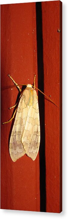 Sycamore Tussock Acrylic Print featuring the photograph Sycamore Tussock Moth by Joshua Bales