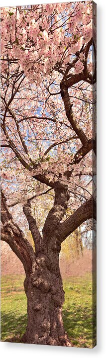 Cherry Trees Acrylic Print featuring the photograph Spring - Hanami Hues by Mike Savad