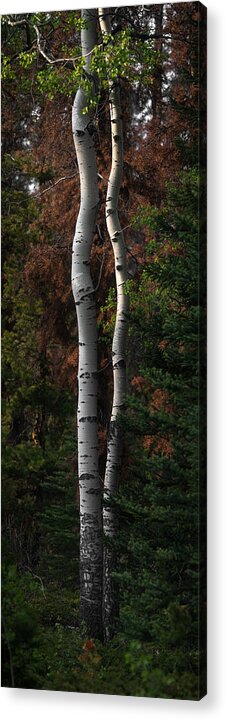 Birch Acrylic Print featuring the photograph Twisted Birch Trees 2 by Matt Hammerstein