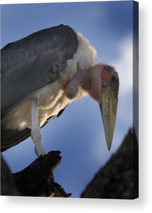 Serengeti Acrylic Print featuring the photograph Maribou Stork by Joseph G Holland