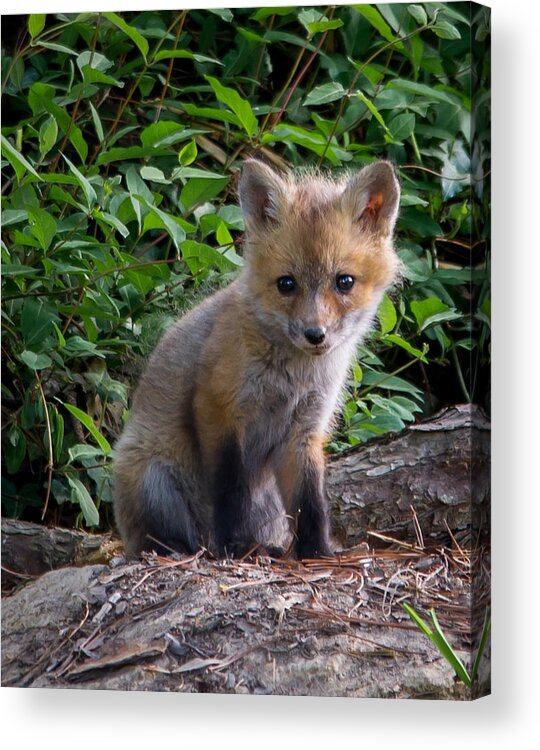 Wildlife Acrylic Print featuring the photograph Baby Fox #1 by Stacy Abbott