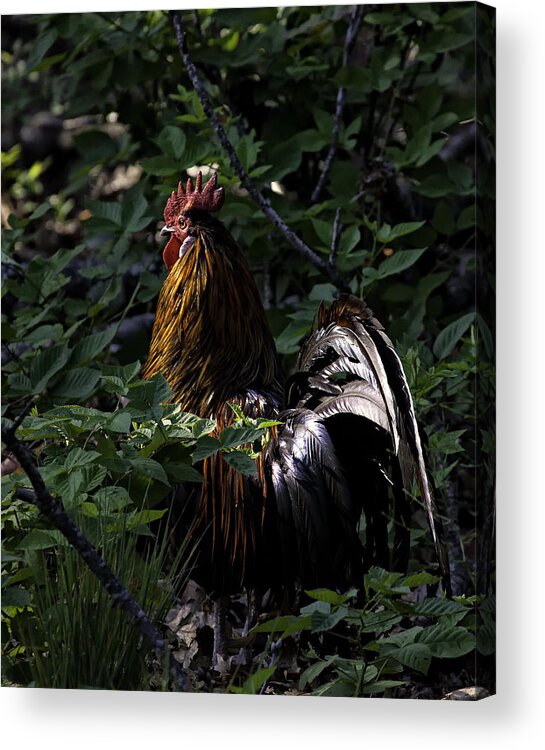 Rooster Acrylic Print featuring the photograph Free Range Rooster at Sunrise by Michael Dougherty