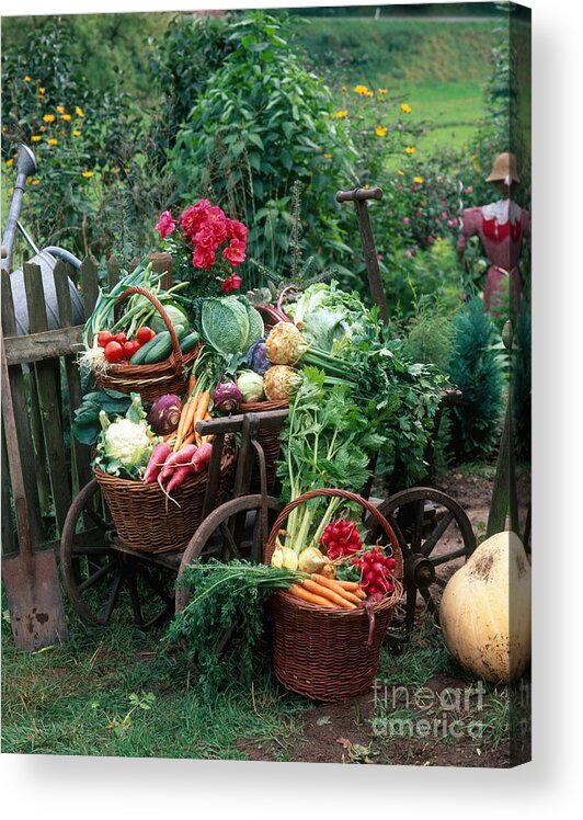 Plant Acrylic Print featuring the photograph Garden Vegetable Still-life #2 by Hans Reinhard