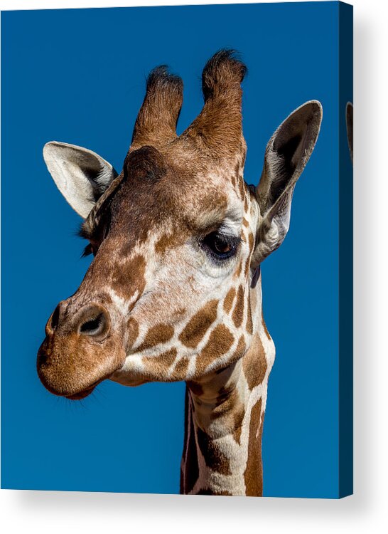 Giraffe Acrylic Print featuring the photograph Giraffe #1 by Ernest Echols