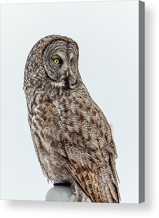 Birds Acrylic Print featuring the photograph Great Grey by Yeates Photography