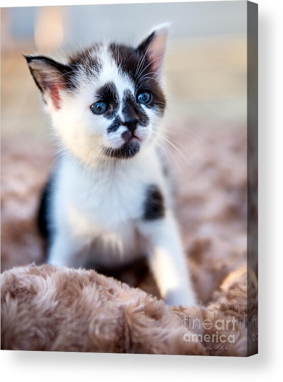 Spotted Black And White Kitten Acrylic Print featuring the photograph Kitten thinking #1 by Iris Richardson