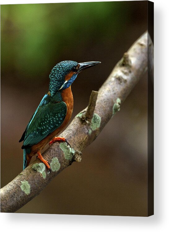 Kingfisher Acrylic Print featuring the photograph Male Kingfisher #1 by Paul Scoullar