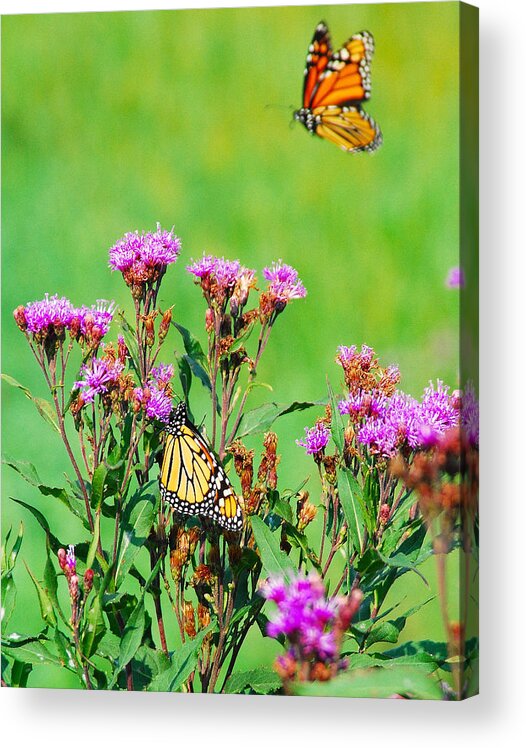Jma Acrylic Print featuring the photograph Monarchs #1 by Janice Adomeit