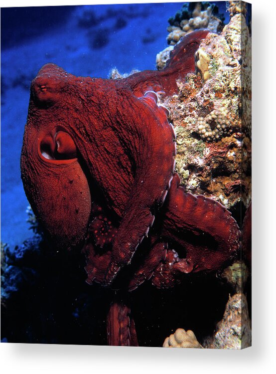 Octopus Sp. Acrylic Print featuring the photograph Octopus #1 by Peter Scoones/science Photo Library