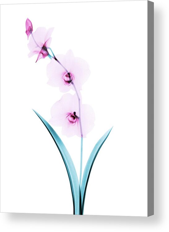 Flower Acrylic Print featuring the photograph Orchid Flowers by Brendan Fitzpatrick