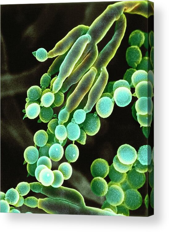 Penicillium Chrysogenum Acrylic Print featuring the photograph Penicillin Fungus #1 by Dr Jeremy Burgess