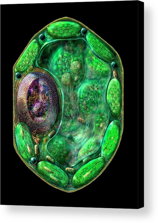 Artwork Acrylic Print featuring the photograph Plant Cell #1 by Russell Kightley/science Photo Library
