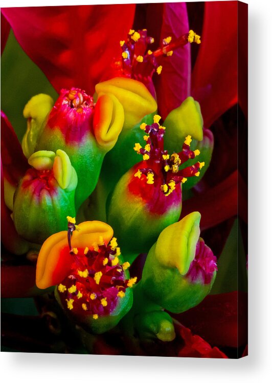 Art Prints Acrylic Print featuring the photograph Poinsettia Flowers #1 by Dave Bosse