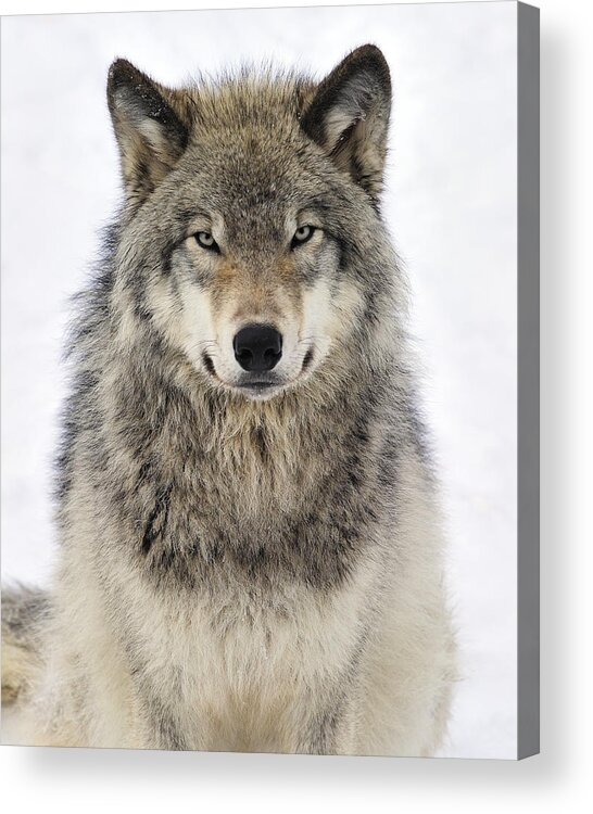 Wolf Acrylic Print featuring the photograph Timber Wolf Portrait by Tony Beck