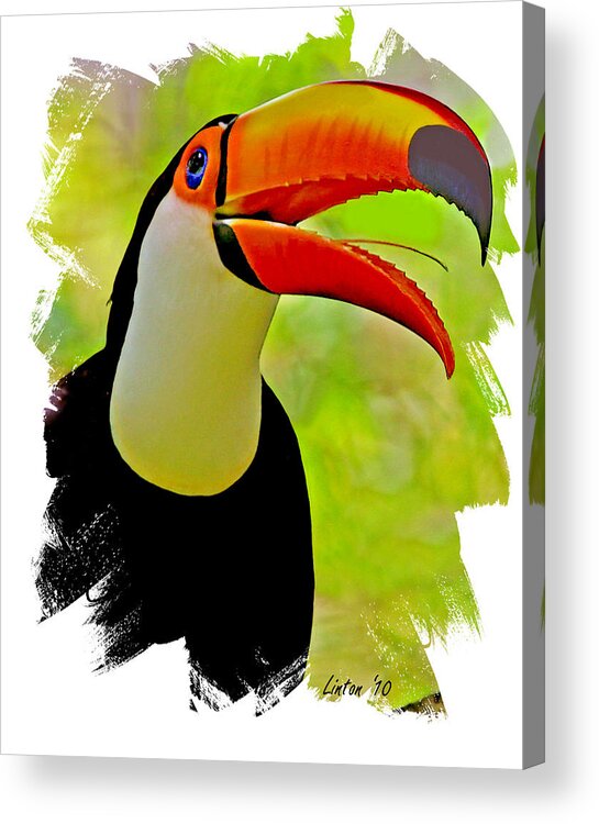 Toucan Acrylic Print featuring the digital art Toco Toucan 3 #1 by Larry Linton