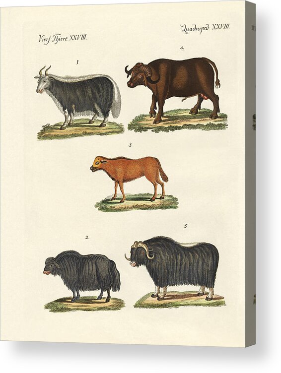 Yak Acrylic Print featuring the drawing Various kinds of oxen #1 by Splendid Art Prints