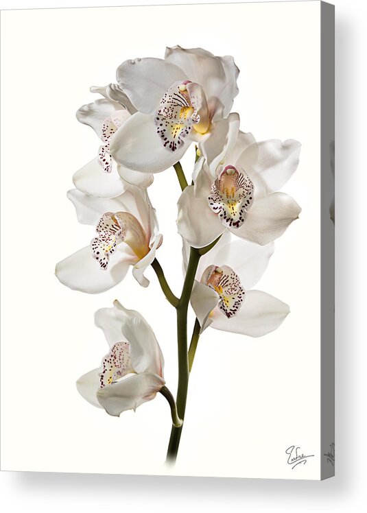 Flower Acrylic Print featuring the photograph White Orchids by Endre Balogh