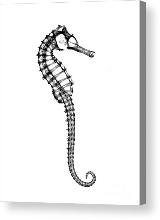 Radiograph Acrylic Print featuring the photograph X-ray Of Seahorse #1 by Bert Myers