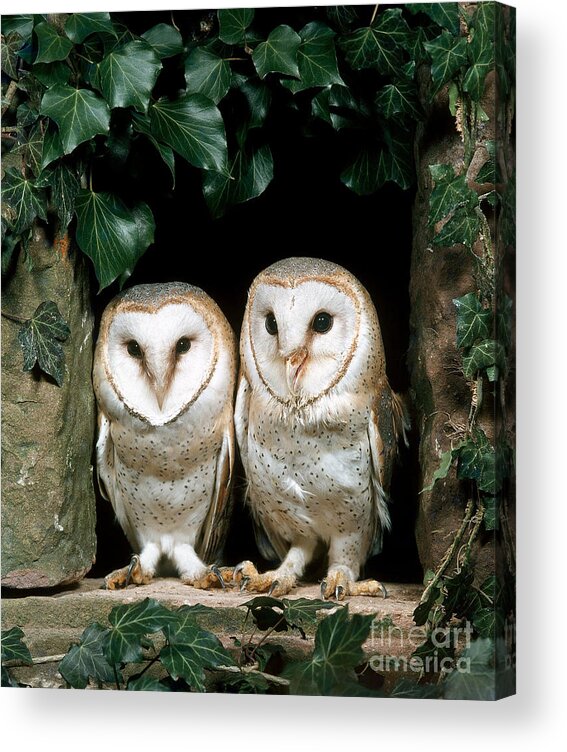 Barn Owl Acrylic Print featuring the photograph Barn Owl #13 by Hans Reinhard