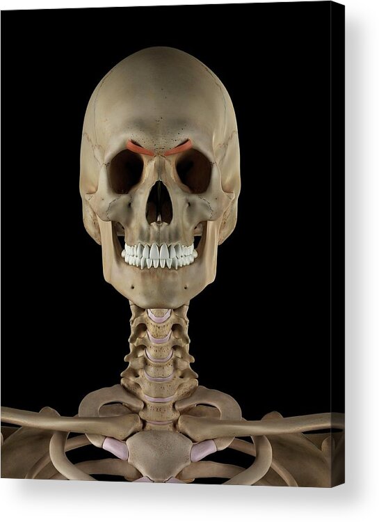 Artwork Acrylic Print featuring the photograph Human Facial Muscles #11 by Sciepro