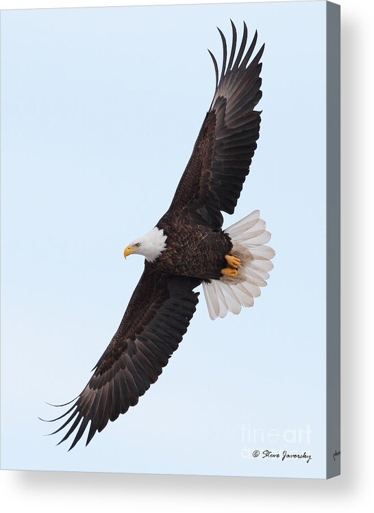 Bald Eagles Acrylic Print featuring the photograph Bald Eagle #152 by Steve Javorsky