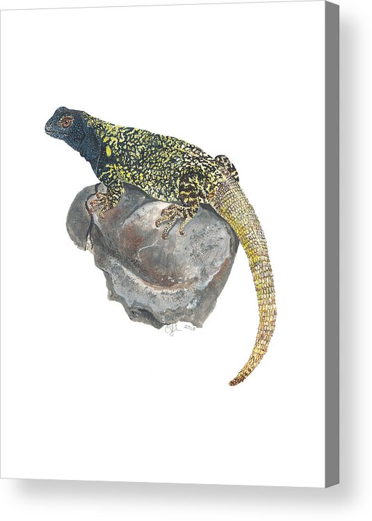 Lizard Acrylic Print featuring the painting Argentine lizard by Cindy Hitchcock