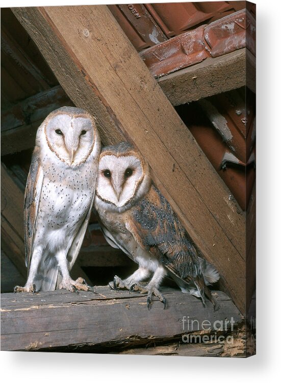 Barn Owl Acrylic Print featuring the photograph Barn Owl #11 by Hans Reinhard