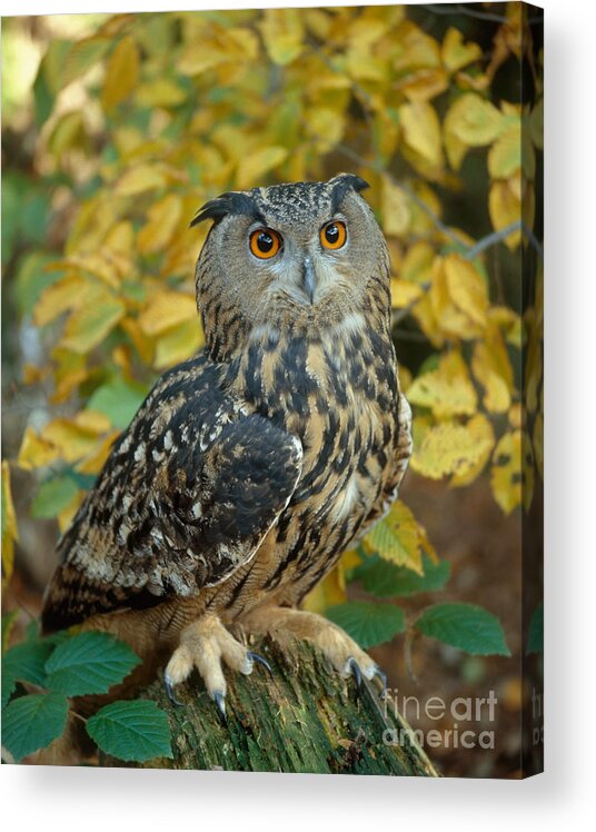 European Eagle Owl Acrylic Print featuring the photograph Eagle Owl #3 by Hans Reinhard
