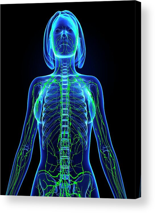 Artwork Acrylic Print featuring the photograph Female Lymphatic System #2 by Pixologicstudio/science Photo Library