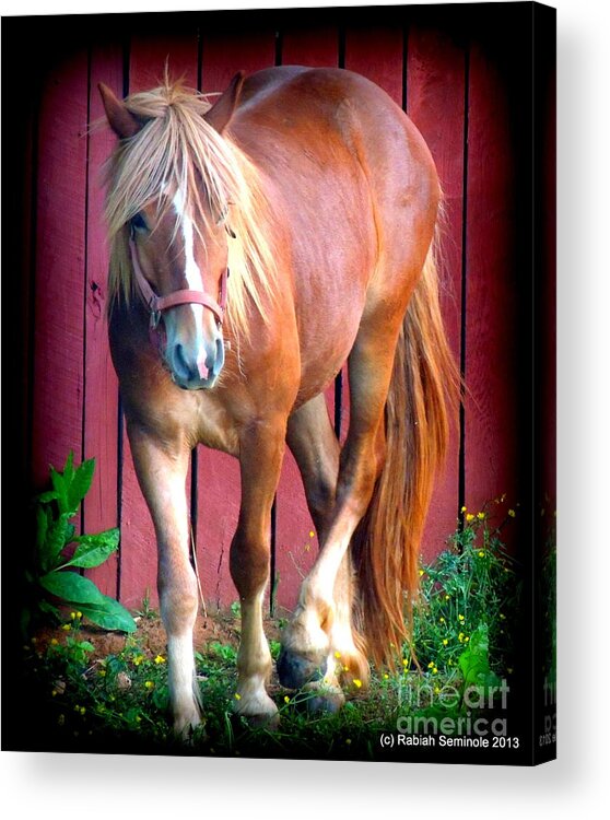 Horse Acrylic Print featuring the photograph Hitch #2 by Rabiah Seminole