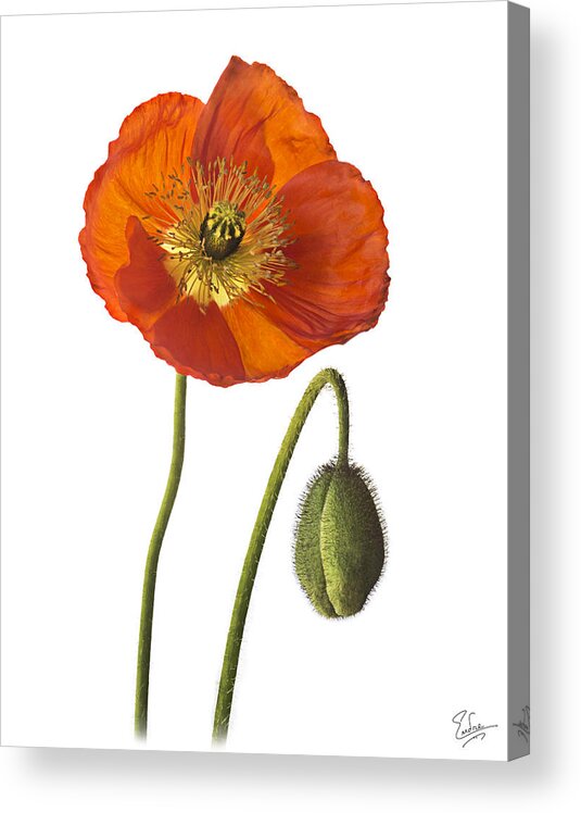 Flower Acrylic Print featuring the photograph Poppy by Endre Balogh