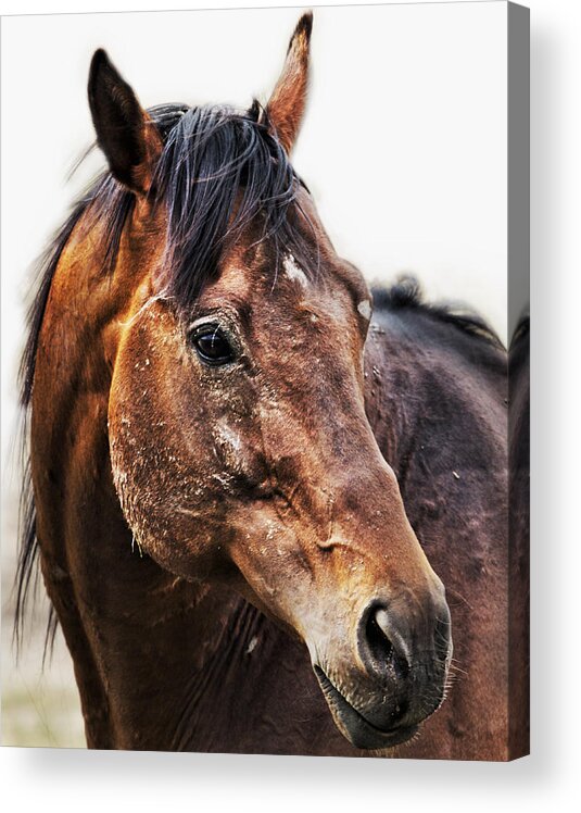 Horse Acrylic Print featuring the photograph Resilience by Belinda Greb