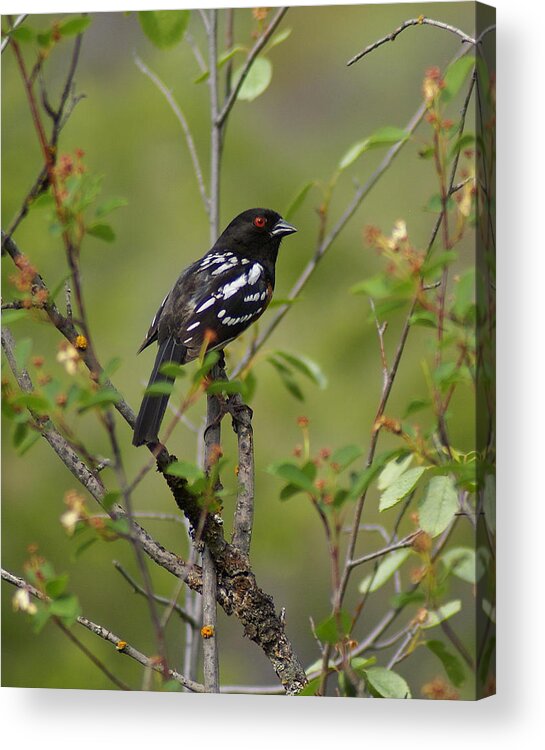 Birds Acrylic Print featuring the photograph Spotted Towhee by Ben Upham III