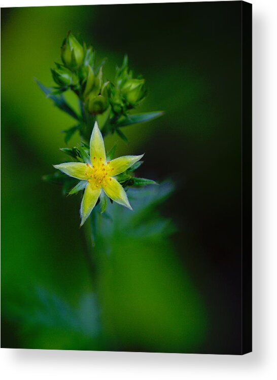 Flowers Acrylic Print featuring the photograph StarFlower by Ben Upham III