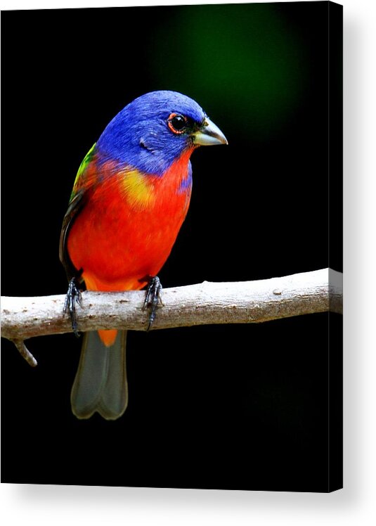 Songbird Acrylic Print featuring the photograph Painted Bunting #27 by Ira Runyan