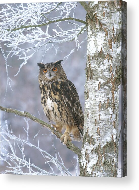 European Eagle Owl Acrylic Print featuring the photograph Eagle Owl #1 by Hans Reinhard