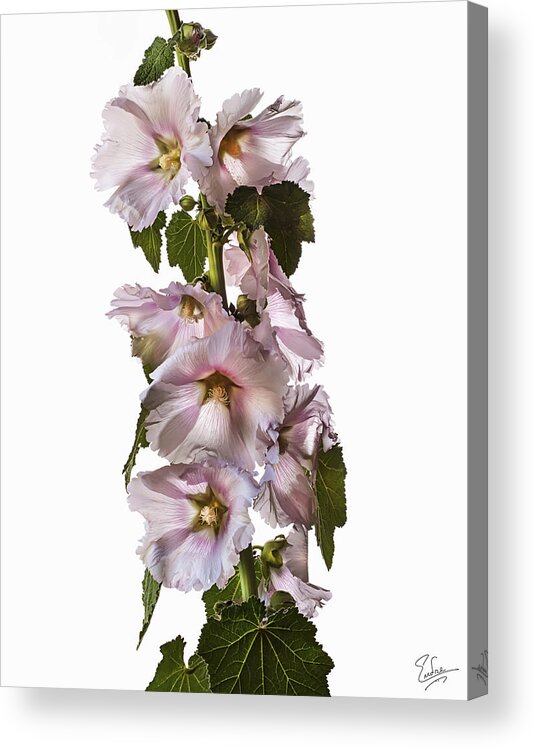 Flower Acrylic Print featuring the photograph Hollyhock #3 by Endre Balogh