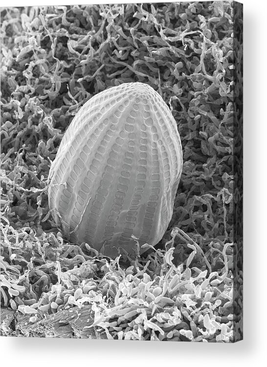 Butterfly Acrylic Print featuring the photograph Monarch Butterfly Egg #3 by Dennis Kunkel Microscopy/science Photo Library