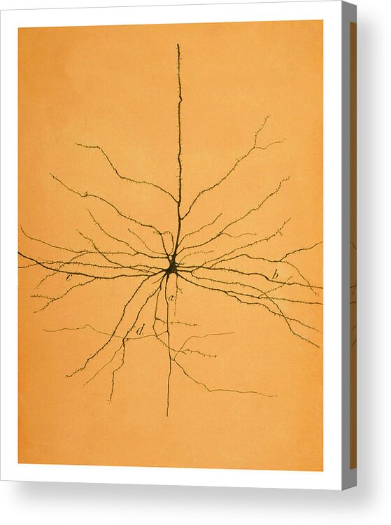 Pyramidal Cell Acrylic Print featuring the photograph Pyramidal Cell In Cerebral Cortex, Cajal #4 by Science Source
