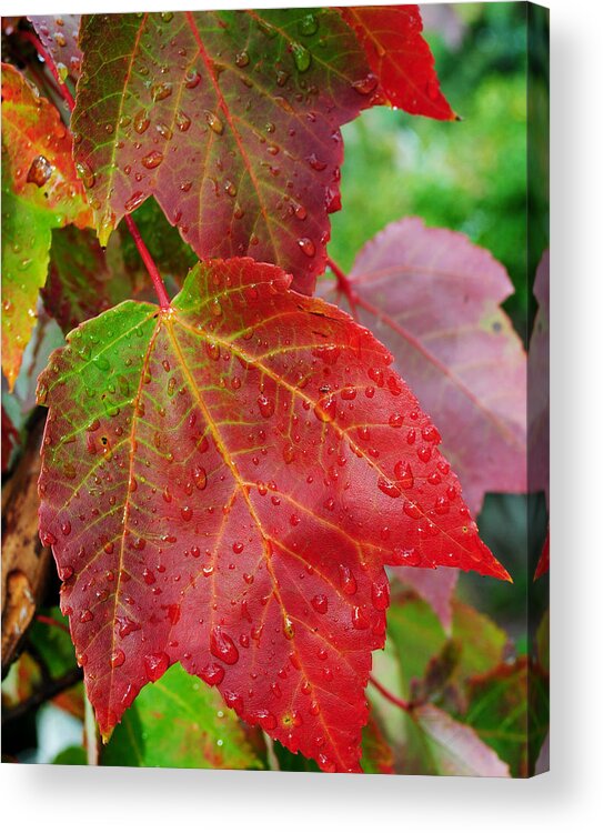 Season Acrylic Print featuring the photograph Seasons Change #3 by Frozen in Time Fine Art Photography