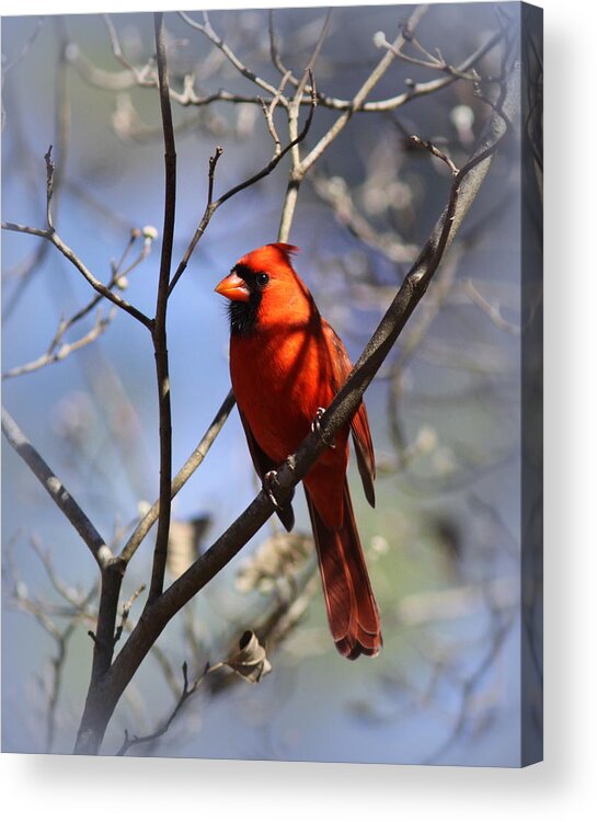 8x10 Acrylic Print featuring the photograph 3477-006- Northern Cardinal by Travis Truelove
