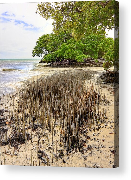 Florida Acrylic Print featuring the photograph Anne's Beach-2 by Rudy Umans