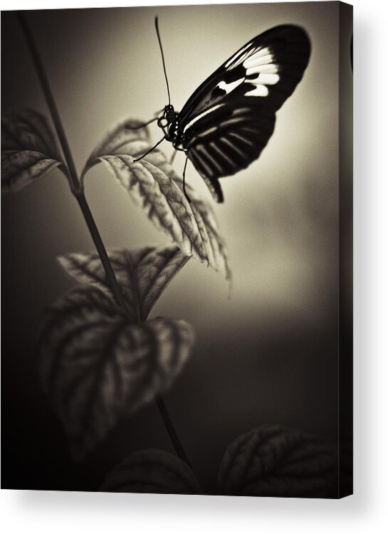 Butterfly Acrylic Print featuring the photograph Butterfly Brown Tone #3 by Bradley R Youngberg