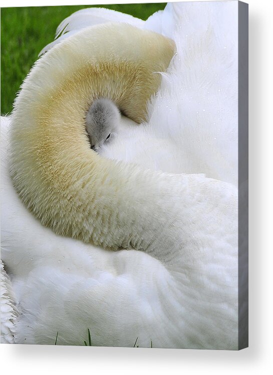 Swans Acrylic Print featuring the photograph A Mother's Love by Dan Myers