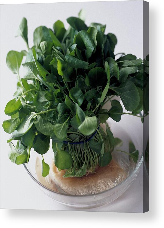 Fruits Acrylic Print featuring the photograph A Watercress Plant In A Bowl Of Water by Romulo Yanes