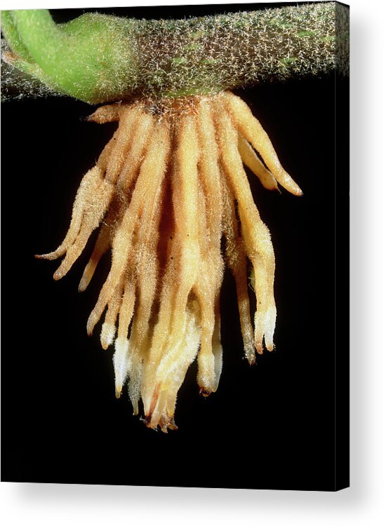 Ivy Acrylic Print featuring the photograph Aerial Roots Of An Ivy Plant by Sinclair Stammers/science Photo Library