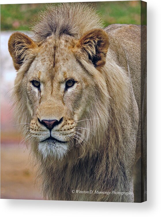African Lion Acrylic Print featuring the photograph Africa Lion by Winston D Munnings