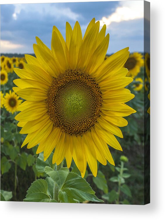 After The Rain Sunflowers Augusta Nj Acrylic Print featuring the photograph After the Rain Sunflower Augusta NJ by Terry DeLuco