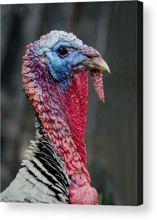 Turkey Acrylic Print featuring the photograph Get My Good Side by Jennifer Kano